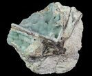 Blue, Botryoidal Hemimorphite - Mine, Arizona #64211-1